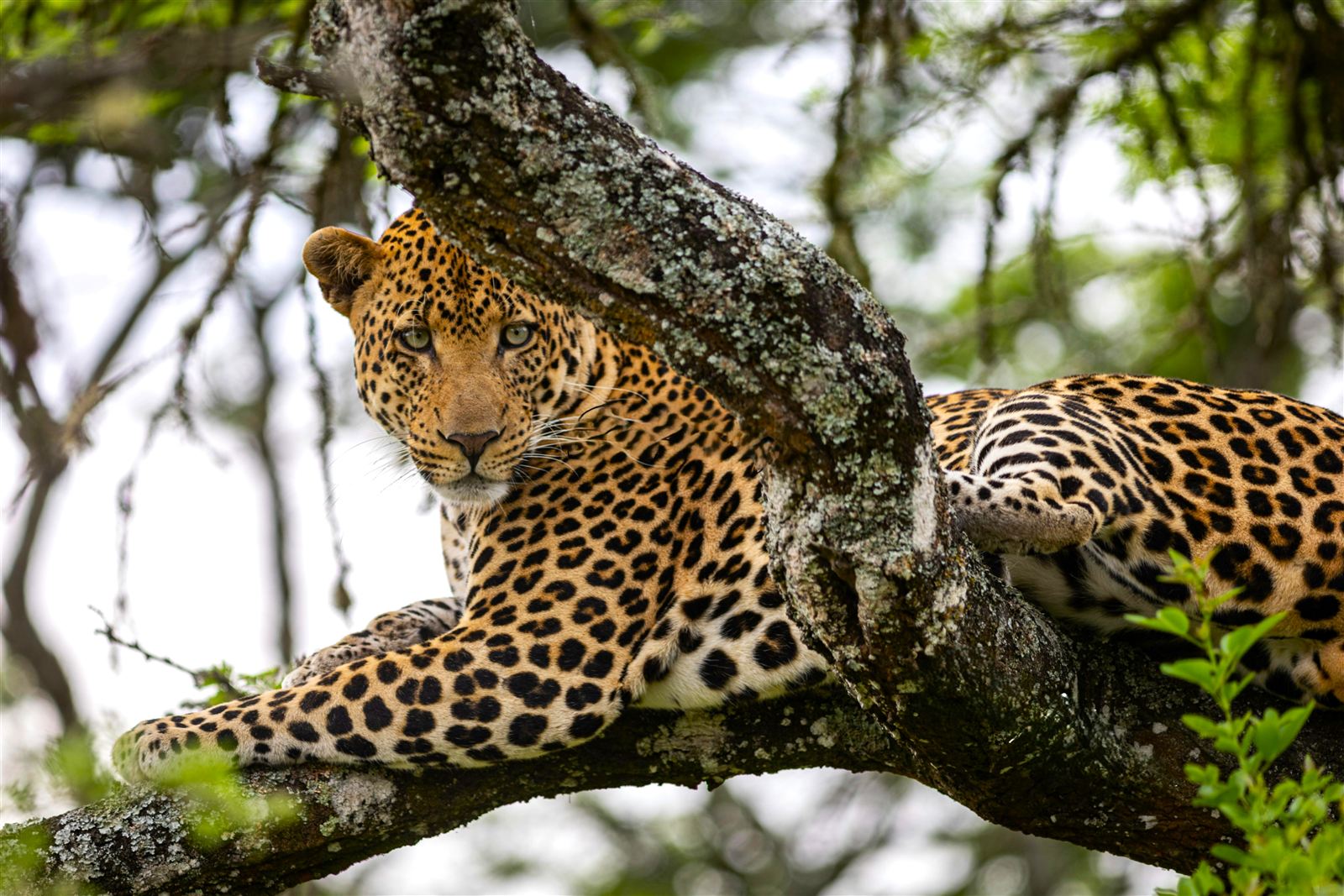 Yala vs Wilpattu Safari Guide